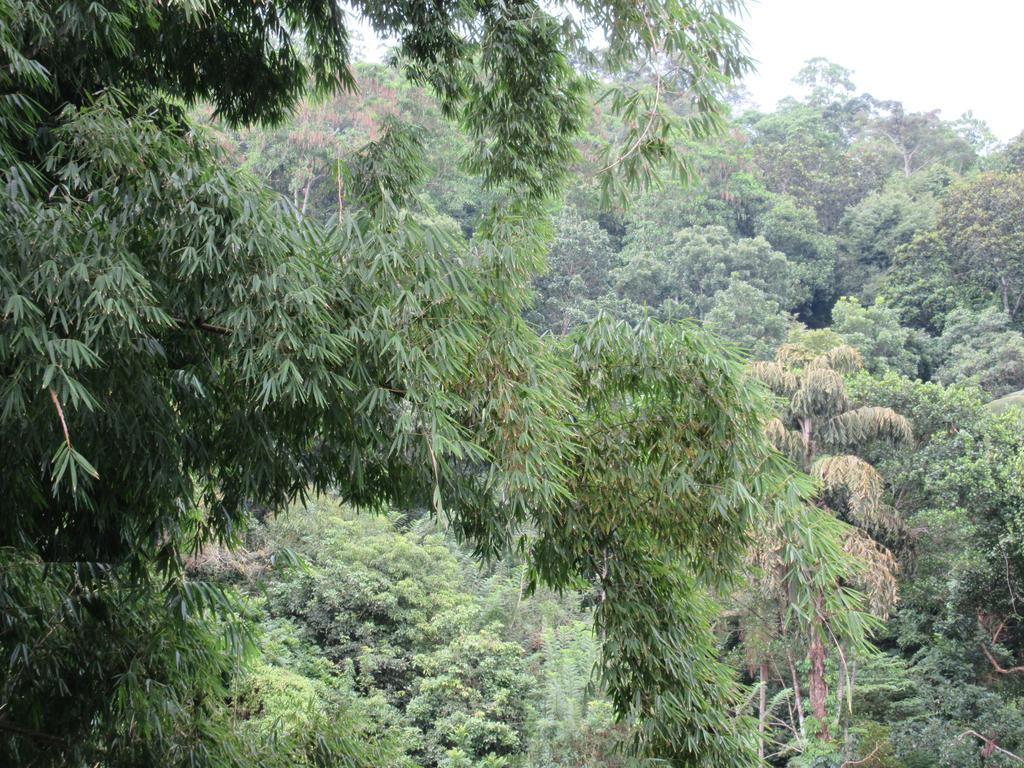 Nature Walk Resort Kandy Zewnętrze zdjęcie